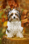 junger Biewer Terrier im Herbst