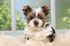 Biewer Terrier Welpe