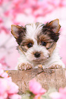 Biewer Terrier Welpe