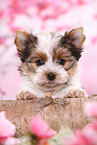 Biewer Terrier Welpe