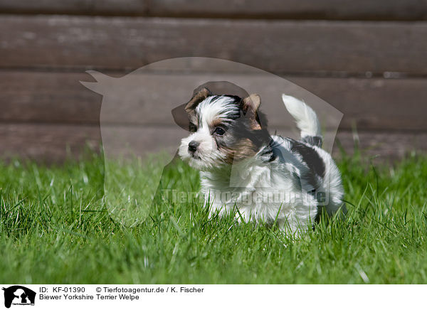 Biewer Yorkshire Terrier Welpe / KF-01390