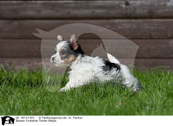 Biewer Yorkshire Terrier Welpe / KF-01391