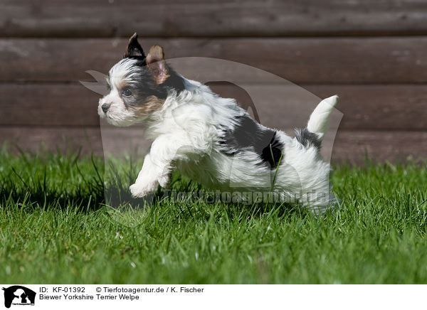Biewer Yorkshire Terrier Welpe / KF-01392