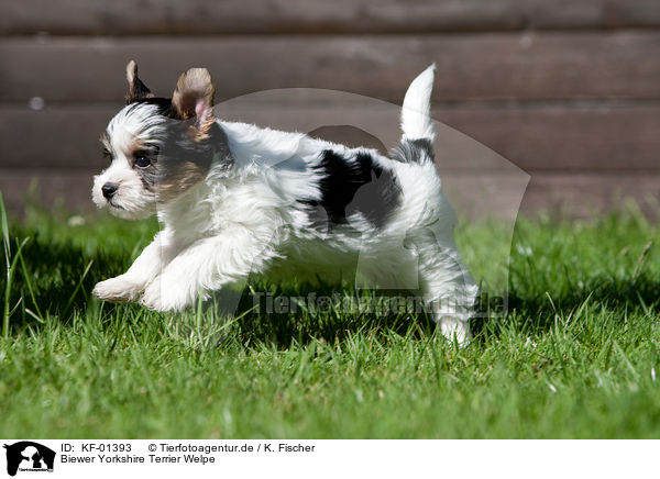 Biewer Yorkshire Terrier Welpe / KF-01393