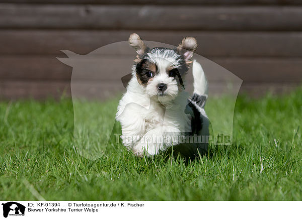 Biewer Yorkshire Terrier Welpe / KF-01394