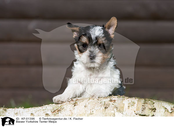 Biewer Yorkshire Terrier Welpe / KF-01396