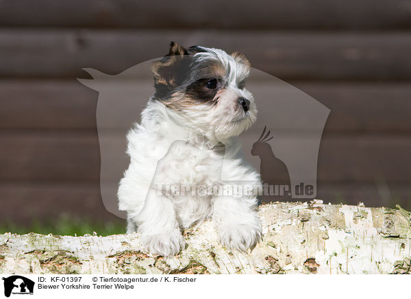 Biewer Yorkshire Terrier Welpe / KF-01397