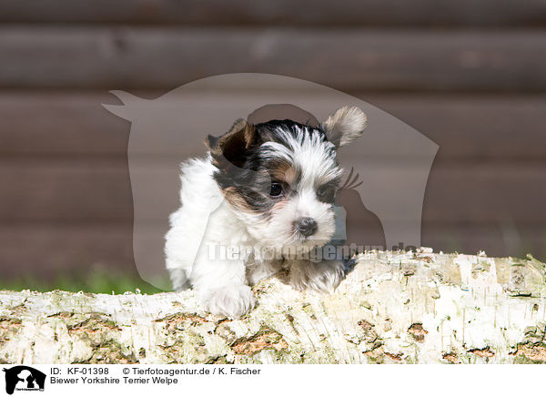 Biewer Yorkshire Terrier Welpe / KF-01398
