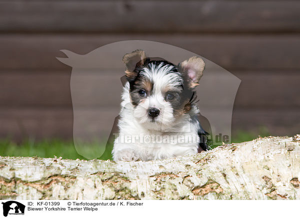 Biewer Yorkshire Terrier Welpe / Biewer Yorkshire Terrier puppy / KF-01399