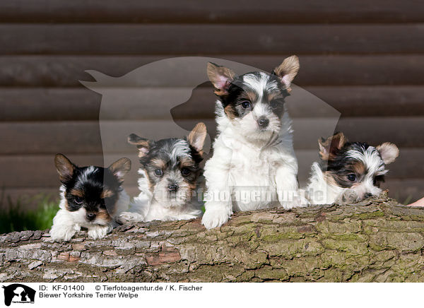 Biewer Yorkshire Terrier Welpe / Biewer Yorkshire Terrier puppy / KF-01400