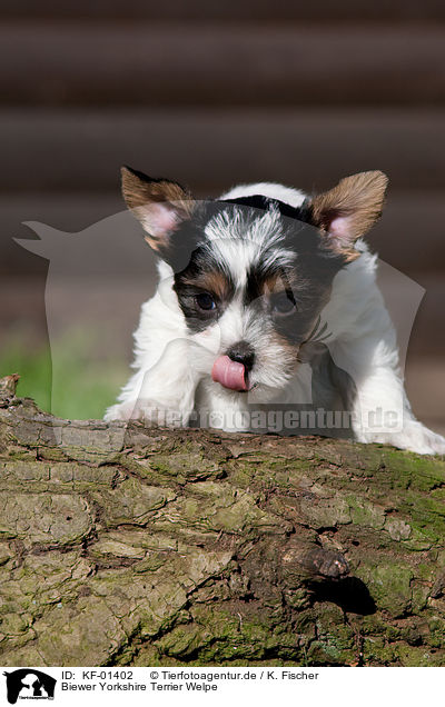 Biewer Yorkshire Terrier Welpe / Biewer Yorkshire Terrier puppy / KF-01402