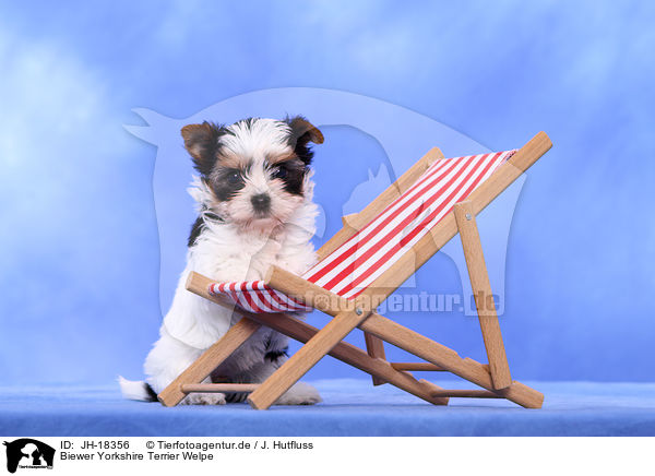 Biewer Yorkshire Terrier Welpe / JH-18356