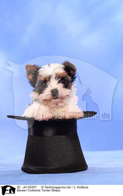 Biewer Yorkshire Terrier Welpe / JH-18357