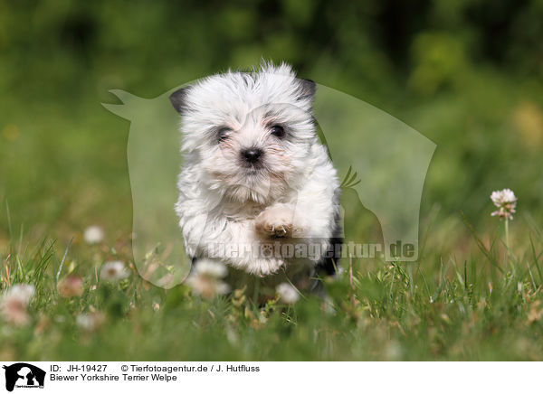 Biewer Yorkshire Terrier Welpe / JH-19427
