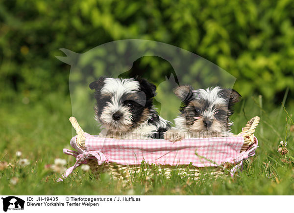 Biewer Yorkshire Terrier Welpen / Biewer Yorkshire Terrier puppies / JH-19435