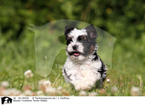 Biewer Yorkshire Terrier Welpe / Biewer Yorkshire Terrier puppy / JH-19439