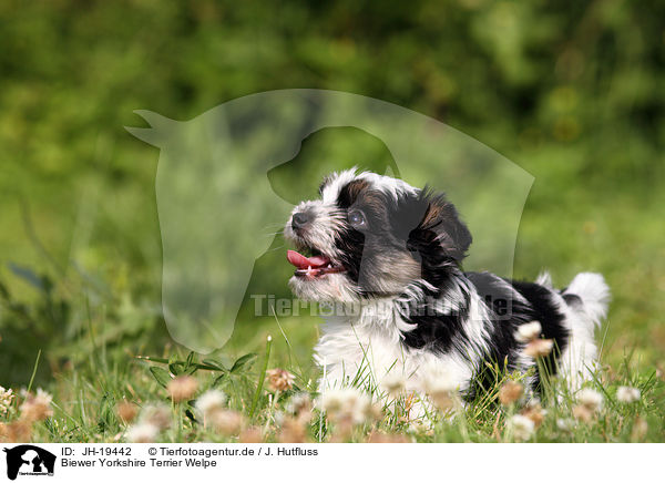 Biewer Yorkshire Terrier Welpe / Biewer Yorkshire Terrier puppy / JH-19442