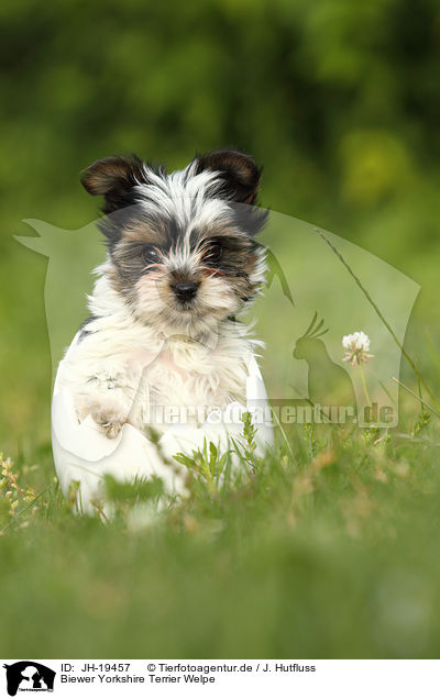 Biewer Yorkshire Terrier Welpe / Biewer Yorkshire Terrier puppy / JH-19457