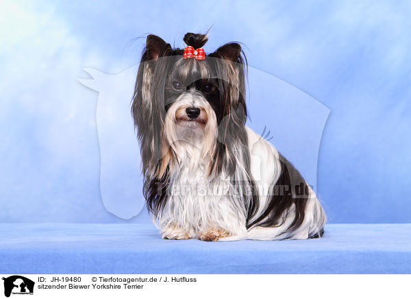 sitzender Biewer Yorkshire Terrier / sitting Biewer Yorkshire Terrier / JH-19480