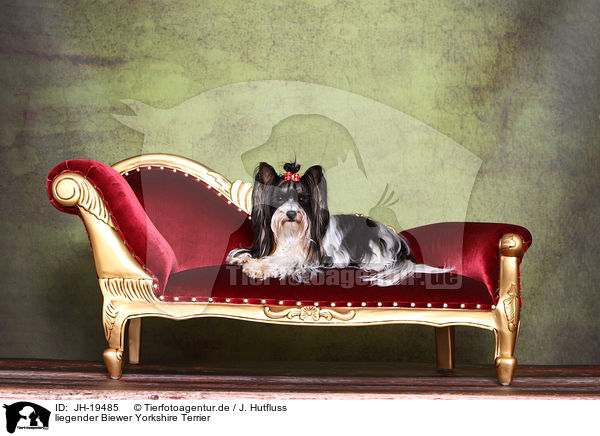 liegender Biewer Yorkshire Terrier / JH-19485