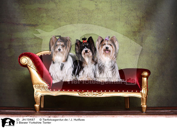 3 Biewer Yorkshire Terrier / 3 Biewer Yorkshire Terrier / JH-19487