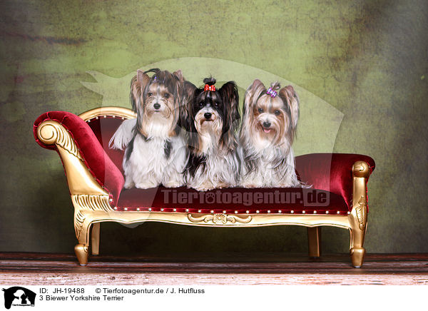 3 Biewer Yorkshire Terrier / JH-19488