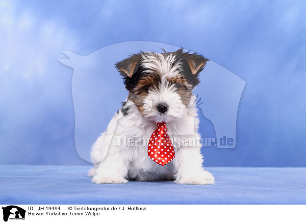 Biewer Yorkshire Terrier Welpe / JH-19494