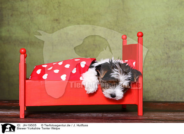 Biewer Yorkshire Terrier Welpe / Biewer Yorkshire Terrier puppy / JH-19505