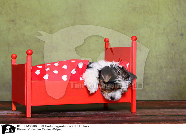 Biewer Yorkshire Terrier Welpe / JH-19506
