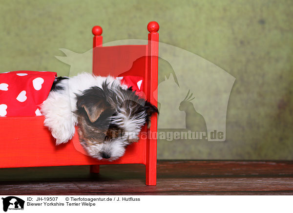 Biewer Yorkshire Terrier Welpe / JH-19507