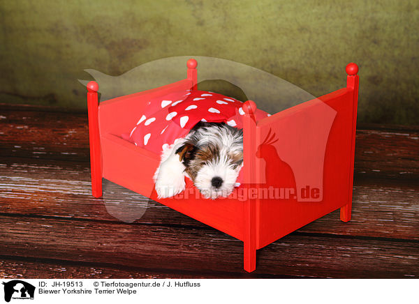Biewer Yorkshire Terrier Welpe / JH-19513