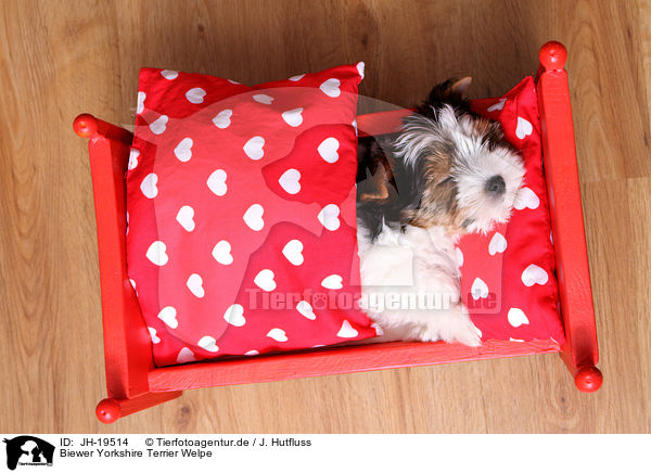 Biewer Yorkshire Terrier Welpe / JH-19514