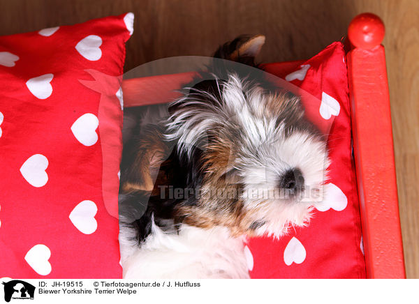Biewer Yorkshire Terrier Welpe / JH-19515