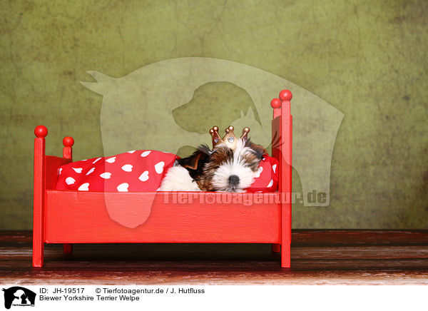 Biewer Yorkshire Terrier Welpe / JH-19517