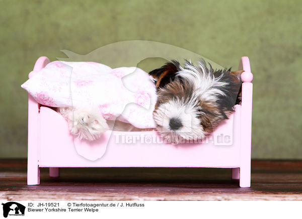 Biewer Yorkshire Terrier Welpe / JH-19521