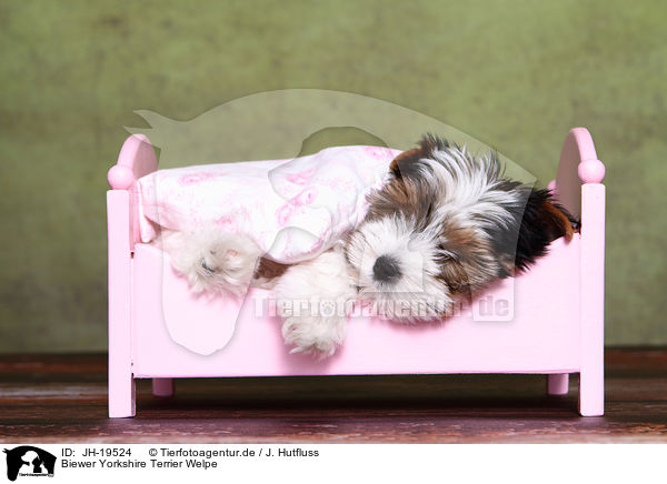 Biewer Yorkshire Terrier Welpe / JH-19524