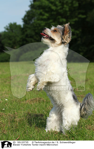 Biewer Yorkshire Terrier macht Mnnchen / SS-33735