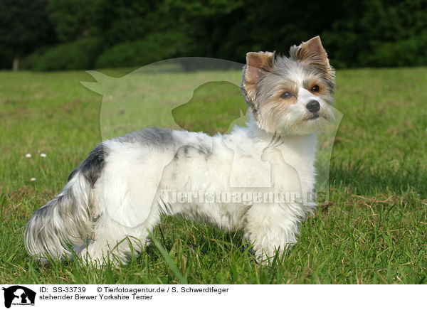 stehender Biewer Yorkshire Terrier / SS-33739