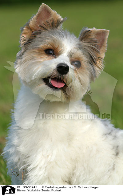 Biewer Yorkshire Terrier Portrait / Biewer Yorkshire Terrier Portrait / SS-33745