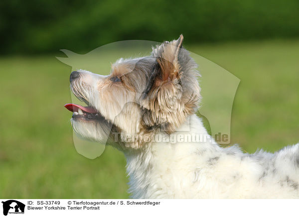 Biewer Yorkshire Terrier Portrait / SS-33749