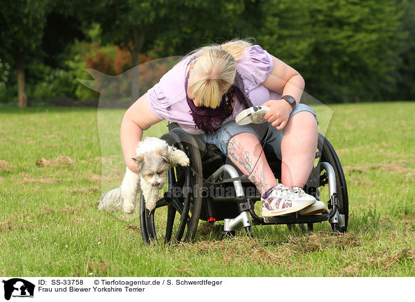 Frau und Biewer Yorkshire Terrier / woman and Biewer Yorkshire Terrier / SS-33758