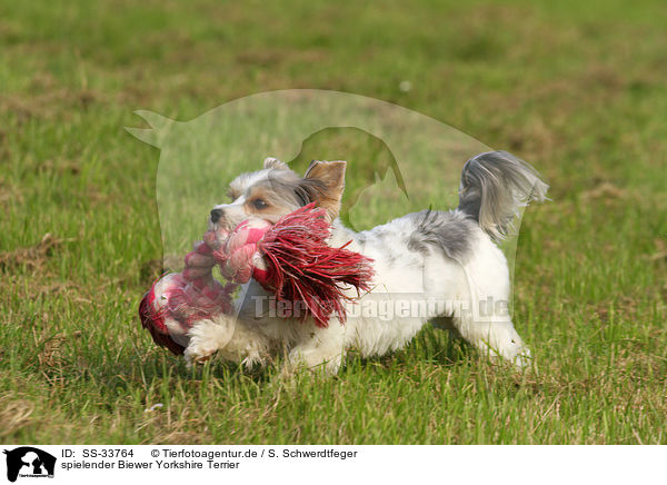 spielender Biewer Yorkshire Terrier / SS-33764