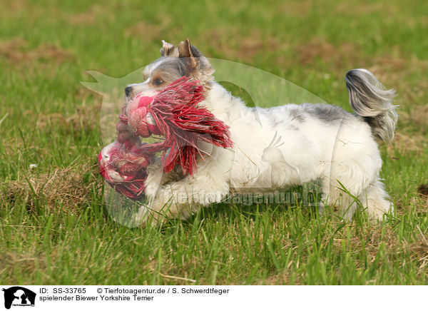 spielender Biewer Yorkshire Terrier / SS-33765