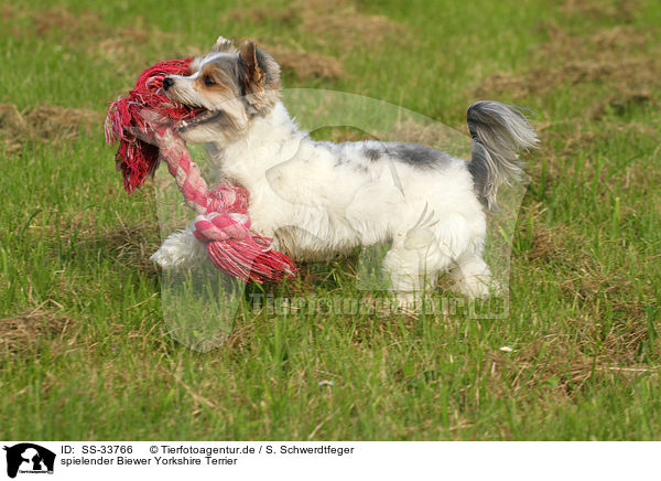 spielender Biewer Yorkshire Terrier / playing Biewer Yorkshire Terrier / SS-33766