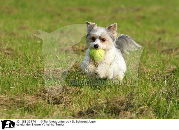 spielender Biewer Yorkshire Terrier / playing Biewer Yorkshire Terrier / SS-33770