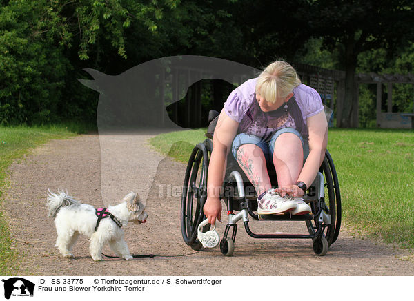 Frau und Biewer Yorkshire Terrier / woman and Biewer Yorkshire Terrier / SS-33775