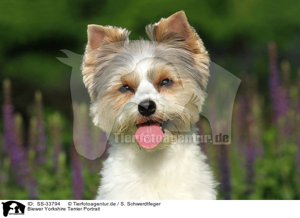 Biewer Yorkshire Terrier Portrait / SS-33794