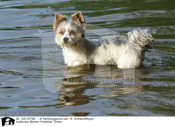 badender Biewer Yorkshire Terrier / SS-33796