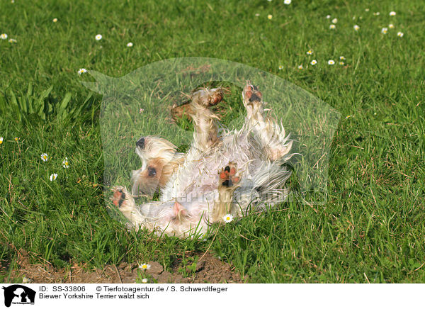 Biewer Yorkshire Terrier wlzt sich / rolling Biewer Yorkshire Terrier / SS-33806