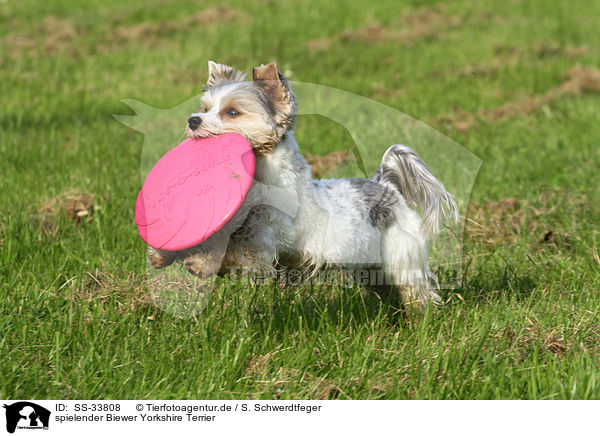 spielender Biewer Yorkshire Terrier / SS-33808